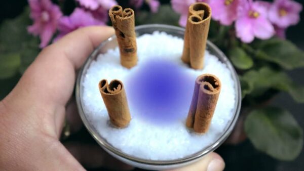 Coloque 4 ramas de canela en sal y observe qué sucede en 10 minutos.
