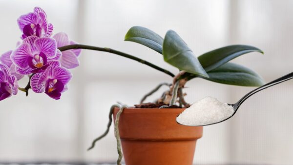 Con este ingrediente nutrirás a la orquídea mejor que un viverista: muy exuberante