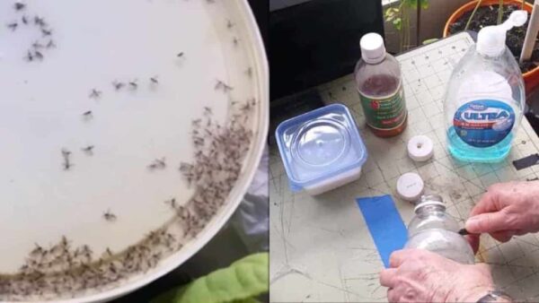Con estos 4 objetos que tienes en tu cocina podrás decirle adiós a los mosquitos: desaparecen