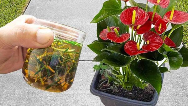 Con una taza de este líquido tendrás floreros llenos de flores en tu hogar y jardín