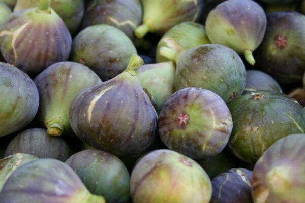 Consejos sobre cómo cultivar una higuera en tu jardín