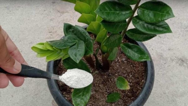 Cualquier planta de interior florecerá sin parar con este fertilizante natural
