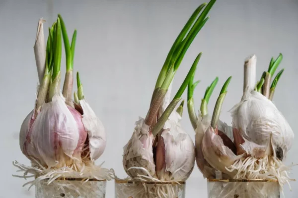 Cultivar Ajo en Casa en Botellas de Plástico: Desde el Agua hasta una Cosecha Abundante