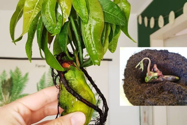 Cultivar Mango en casa es muy sencillo: ¡descubre el método rápido con nosotros!