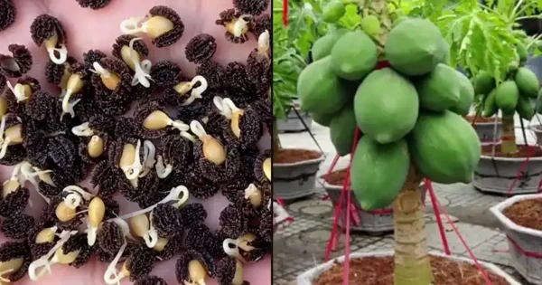 Cultivar papaya en casa en macetas: El secreto de una cosecha abundante