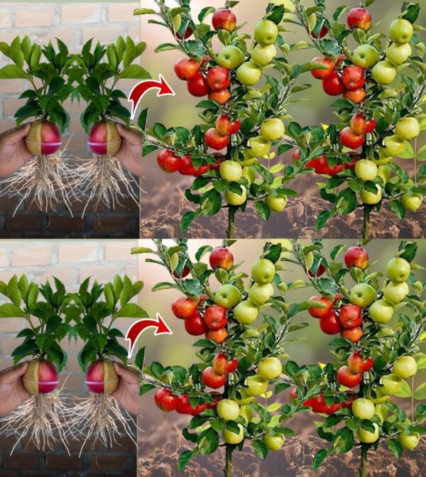 Cultivo de abundantes manzanos a partir de semillas: una guía paso a paso para cultivar un huerto fructífero