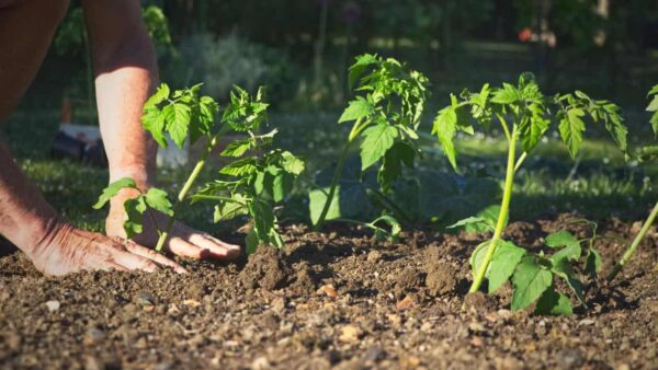 ¿Cuándo se siembran los tomates? Ten cuidado de no perderte el mes si quieres que sean jugosos