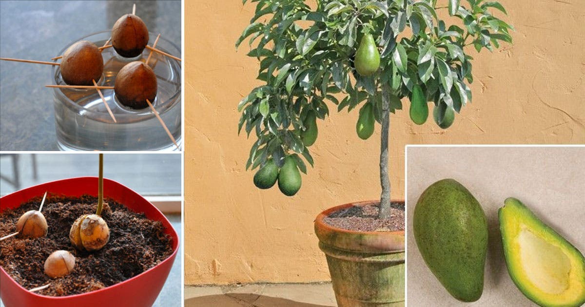 Aquí se explica cómo cultivar algunos en casa.