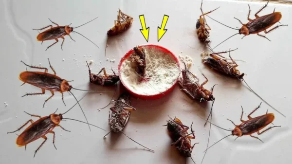 Deshazte de Cucarachas y Hormigas con una Sencilla Receta Casera