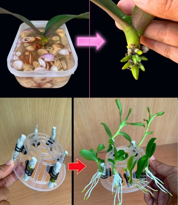 El Truco del Jugo de Limón para Revivir y Florecer Tus Orquídeas