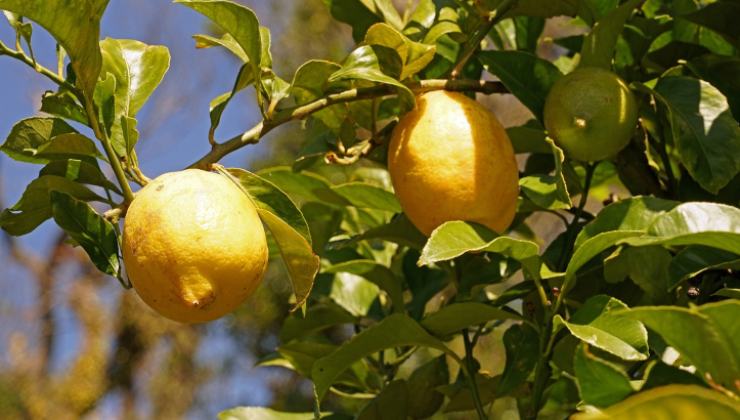 Limones