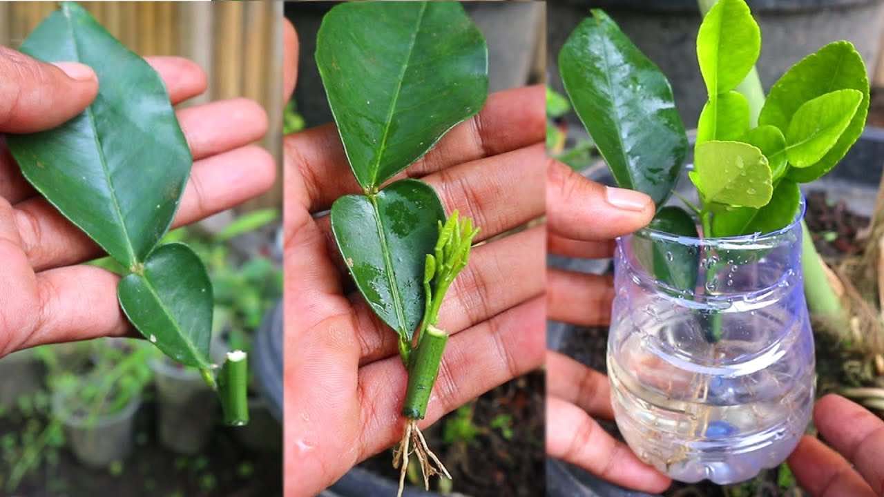 propagar limones a partir de esquejes