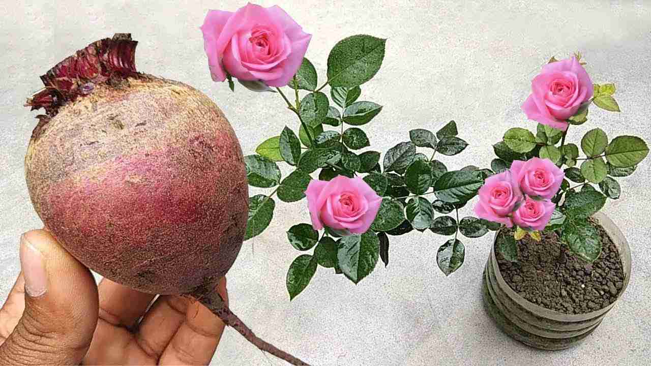 Fertilizzante naturale sui fiori