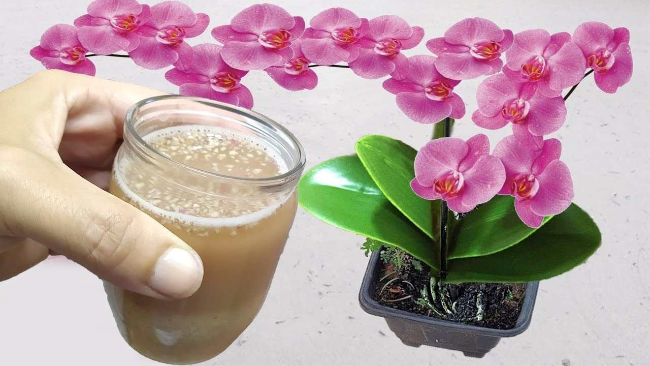 liquido en plantas