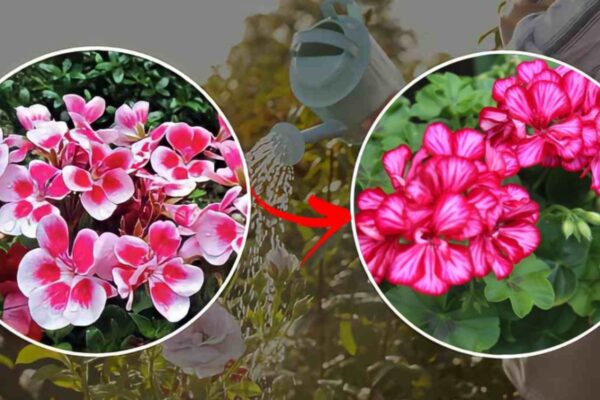 Geranios, no los riegues así: ¡los harás pudrirse! ¡Descubre el truco de los jardineros para una súper floración!