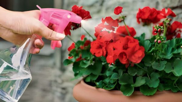 He aquí cómo tener geranios llenos de flores: hay que regarlos así para que sigan floreciendo