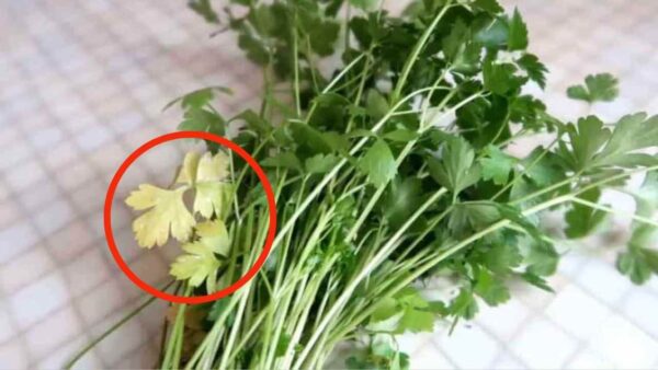 Hojas de perejil amarillentas, sólo con este truco volverán a ser como antes