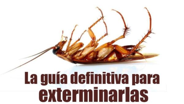 ¿Invasión de cucarachas en tu hogar? Hoy te enseñamos como eliminarlas.