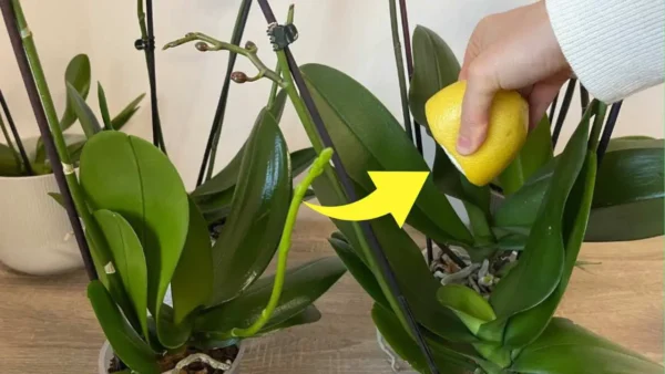 Jugo de limón en orquídeas, ¿lo has probado alguna vez? lo que pasa es increible