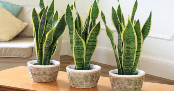 La nasa recomienda estas plantas para purificar el aire de tu casa