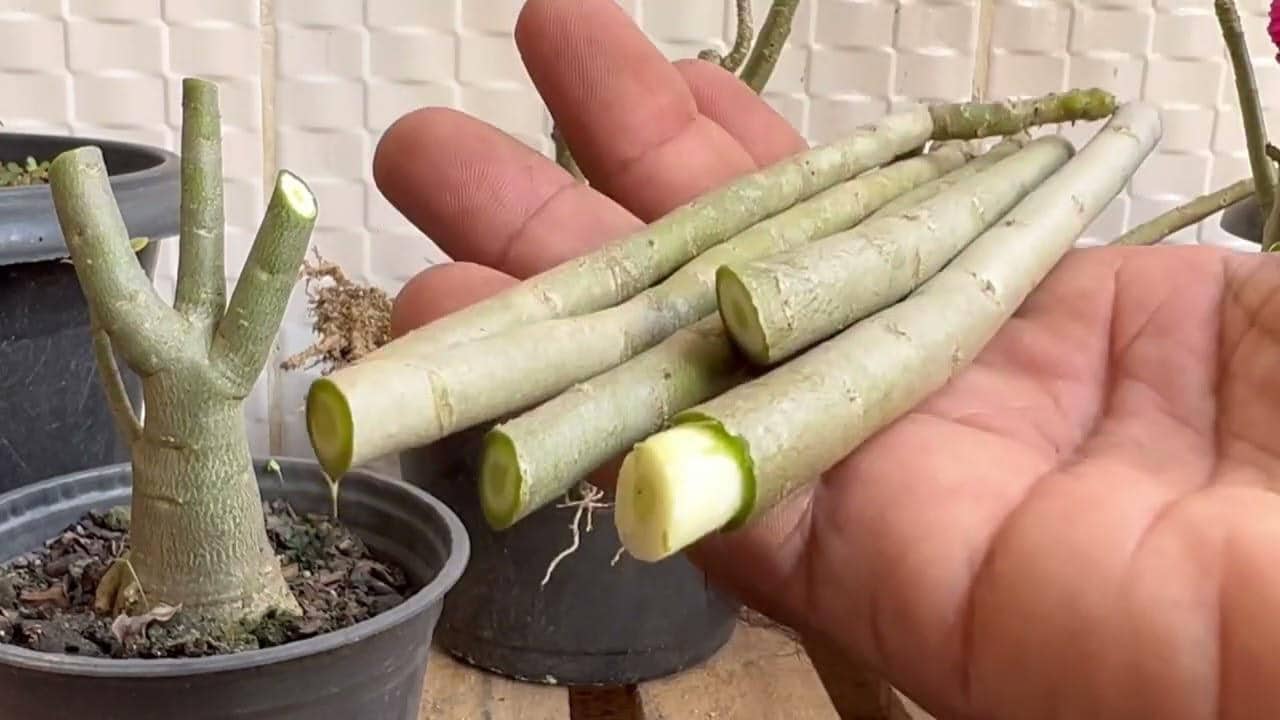 Tallos de rosa