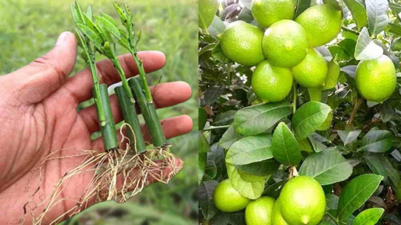 Limoni, come moltiplicarli Limones, cómo multiplicarlos
