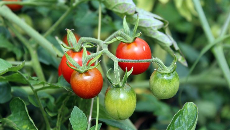 Fertilizantes para esta planta.