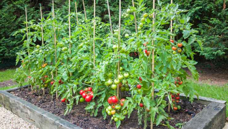 Plantas de tomate