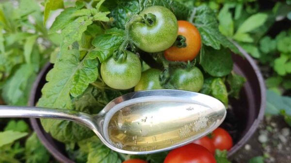 Los tomates y pepinos crecerán 10 veces más rápido con este suplemento