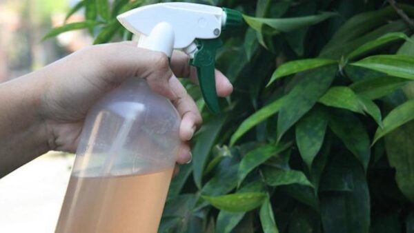 Natural y económico, el insecticida casero que todas las plagas detestan