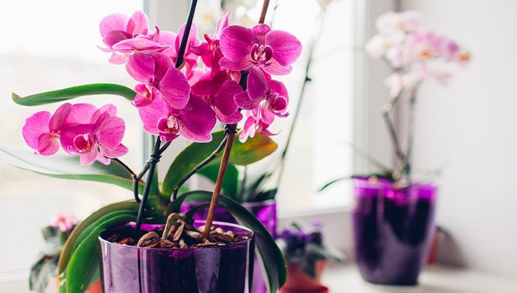 Plantas de orquídeas