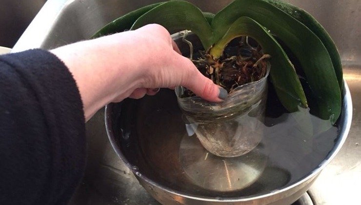 regar las orquideas