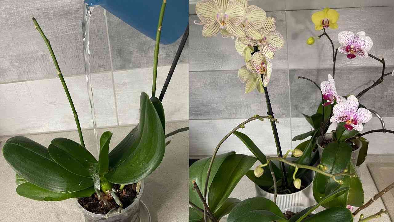 como regar las orquideas