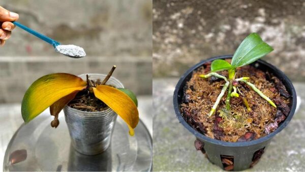 Orquídea podrida y moribunda, una cucharada de esto basta para revivirla en 1 segundo.