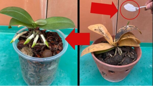 Orquídeas dañadas: ¡basta una pizca de este ingrediente para salvarlas!