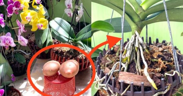 ¿Orquídeas fuertes y de rápido crecimiento? ¡Prueba el truco de las patatas!
