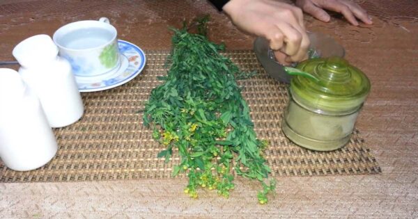 Para qué sirve la ruda: propiedades y beneficios de la ruda planta medicinal