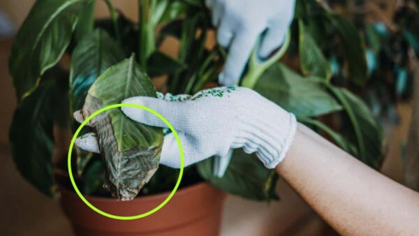 Planta seca, cómo resucitarla en unos días: este ingrediente es suficiente