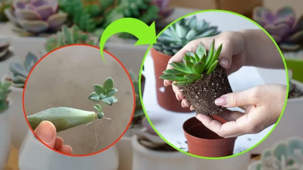Plantas suculentas, cómo reproducirlas con una sola hoja: hasta un viverista sueña con resultados así