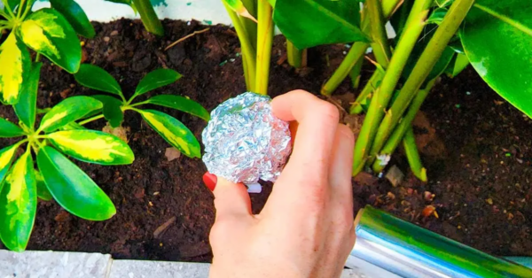 Pon una bola de papel de aluminio en tus plantas: te desharás de 6 problemas para siempre