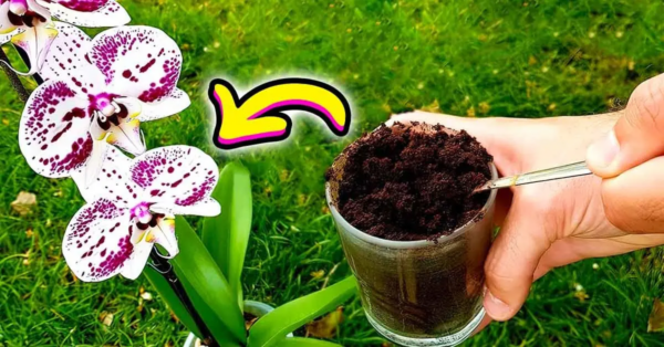 ¿Por qué se debe verter café molido sobre las orquídeas? 3 beneficios que no conoces