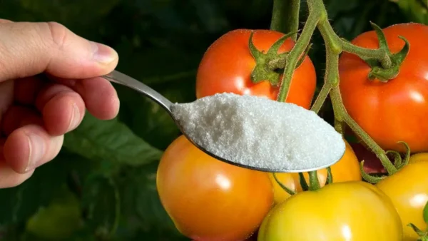 ¿Por qué se deben rociar las plantas de tomate con bicarbonato de sodio? El truco de los jardineros experimentados