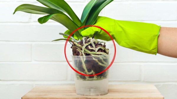 Presta atención a estos 3 signos de tu orquídea: debe ser replantada lo antes posible