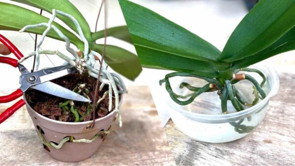 Rejuvenece tu orquídea con este método querido por los viveristas: dura toda la vida
