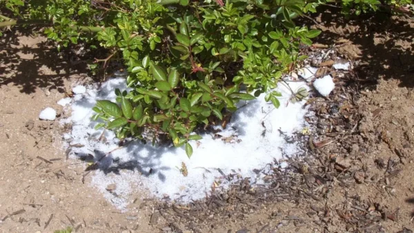 Sal gruesa, porque todo el mundo la está esparciendo en el jardín: no dejarás de hacerlo