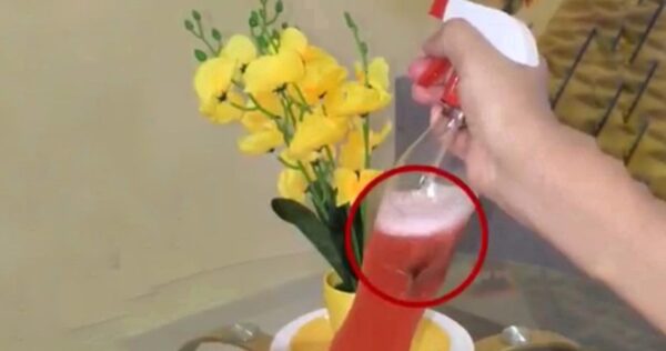 Se acabaron las cucarachas en casa, insecticida y aromatizantes naturales: todo huele bien