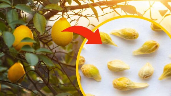 Semillas de limón, deja de tirarlas al balde: no tienes idea de la cantidad de beneficios que esconden