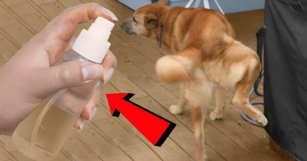Si haces esto tanto tus perros como los de tus vecinos dejarán de orinar en tu casa