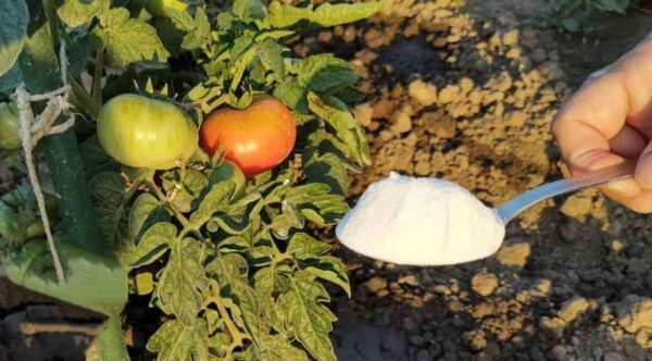 Si quieres una cosecha rica, viértela en tomates y pepinos del jardín: es una salvación