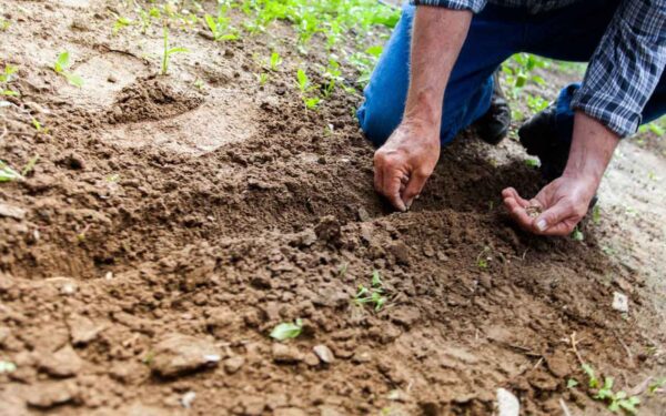 Siembras de abril: aquí está todo lo que debe plantar ahora para obtener resultados maravillosos